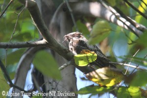 キューバヨタカ　Greater Antillean Nightjar